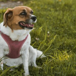 Customized Digital Pet Boredom Buster Guide