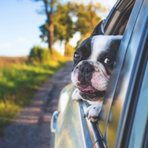 dog, pet, car window, nature, drive, road trip, animal, bulldog, canine, car, window, portrait, mammal, car wallpapers, dog portrait