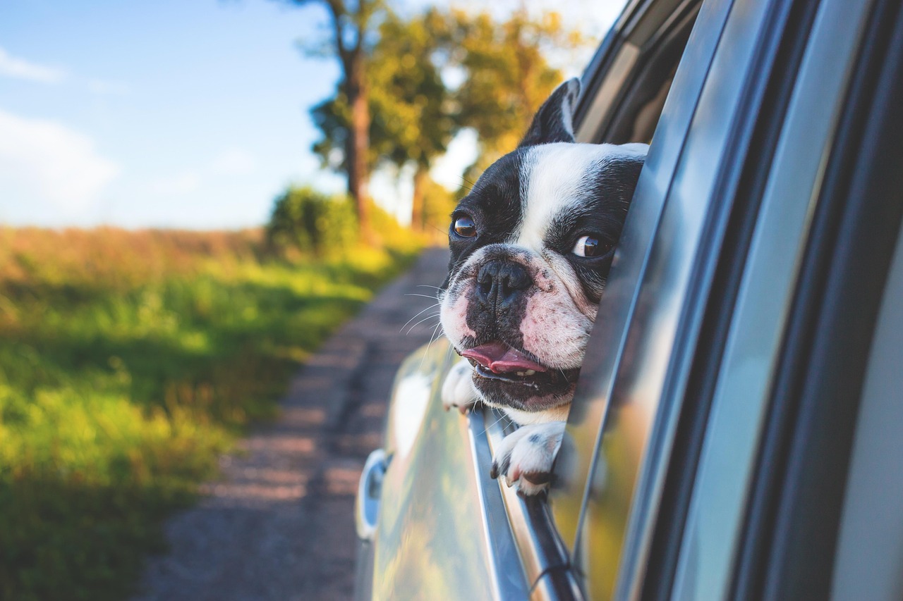 dog, pet, car window, nature, drive, road trip, animal, bulldog, canine, car, window, portrait, mammal, car wallpapers, dog portrait