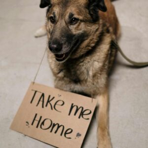 Digital Animal Adoption/Foster Kit