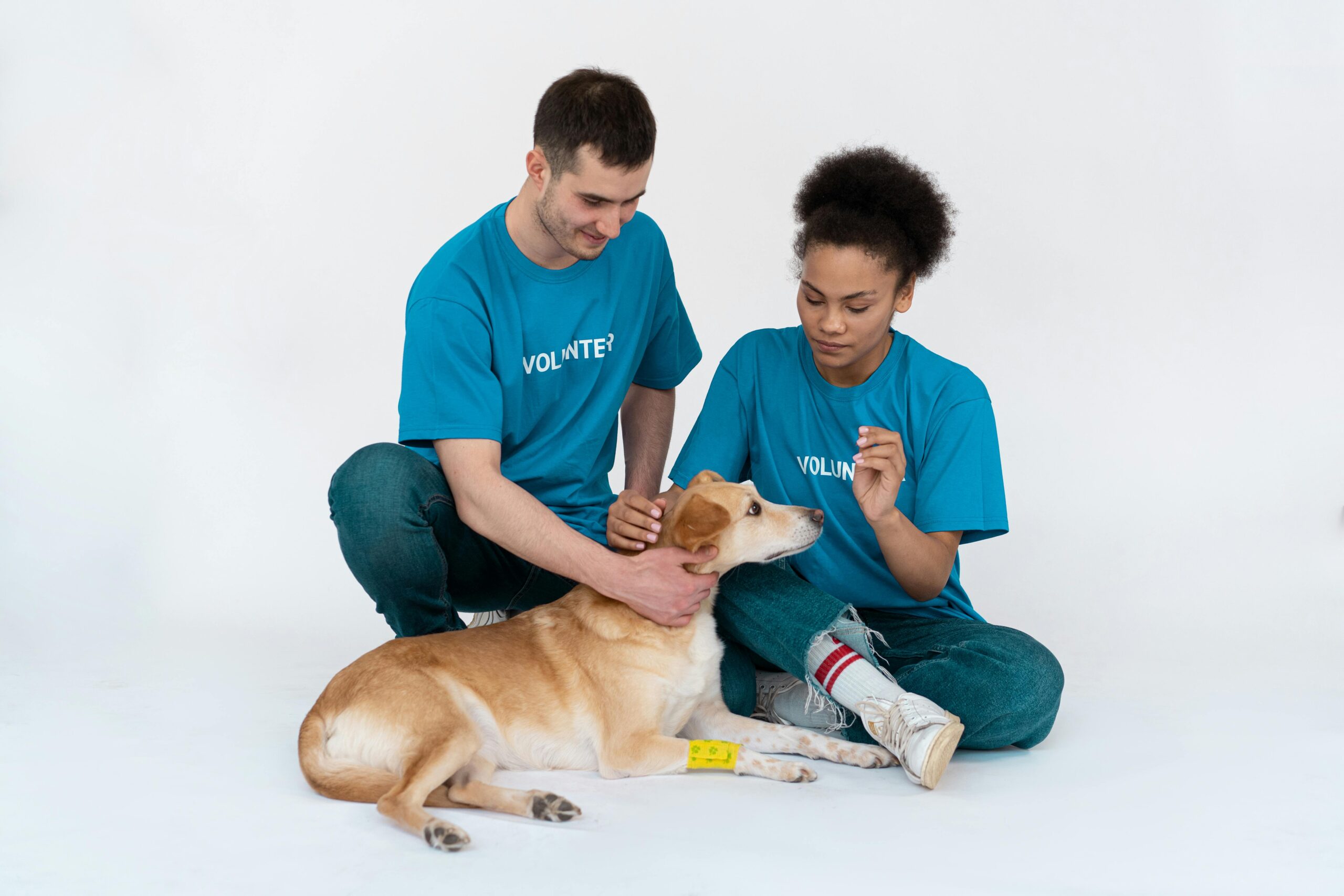 Digital Service for Animal Volunteers