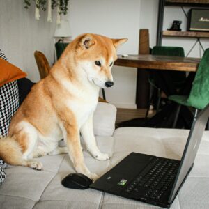 "Pet Life in a Year" Digital Album