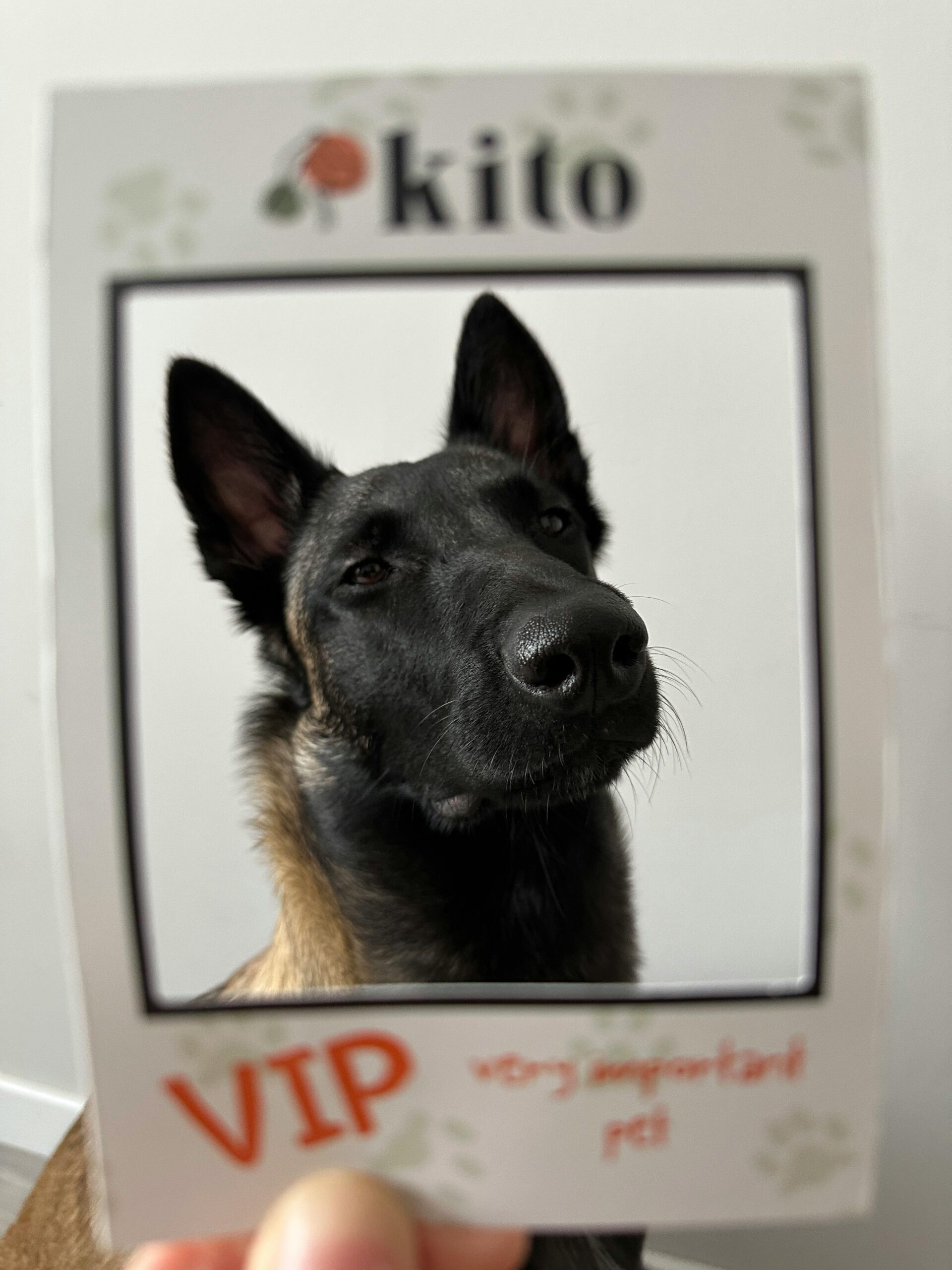 Digital Pet ID Card with QR Code