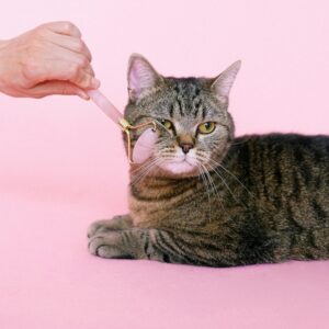 Digital Monthly Pet Care Planner