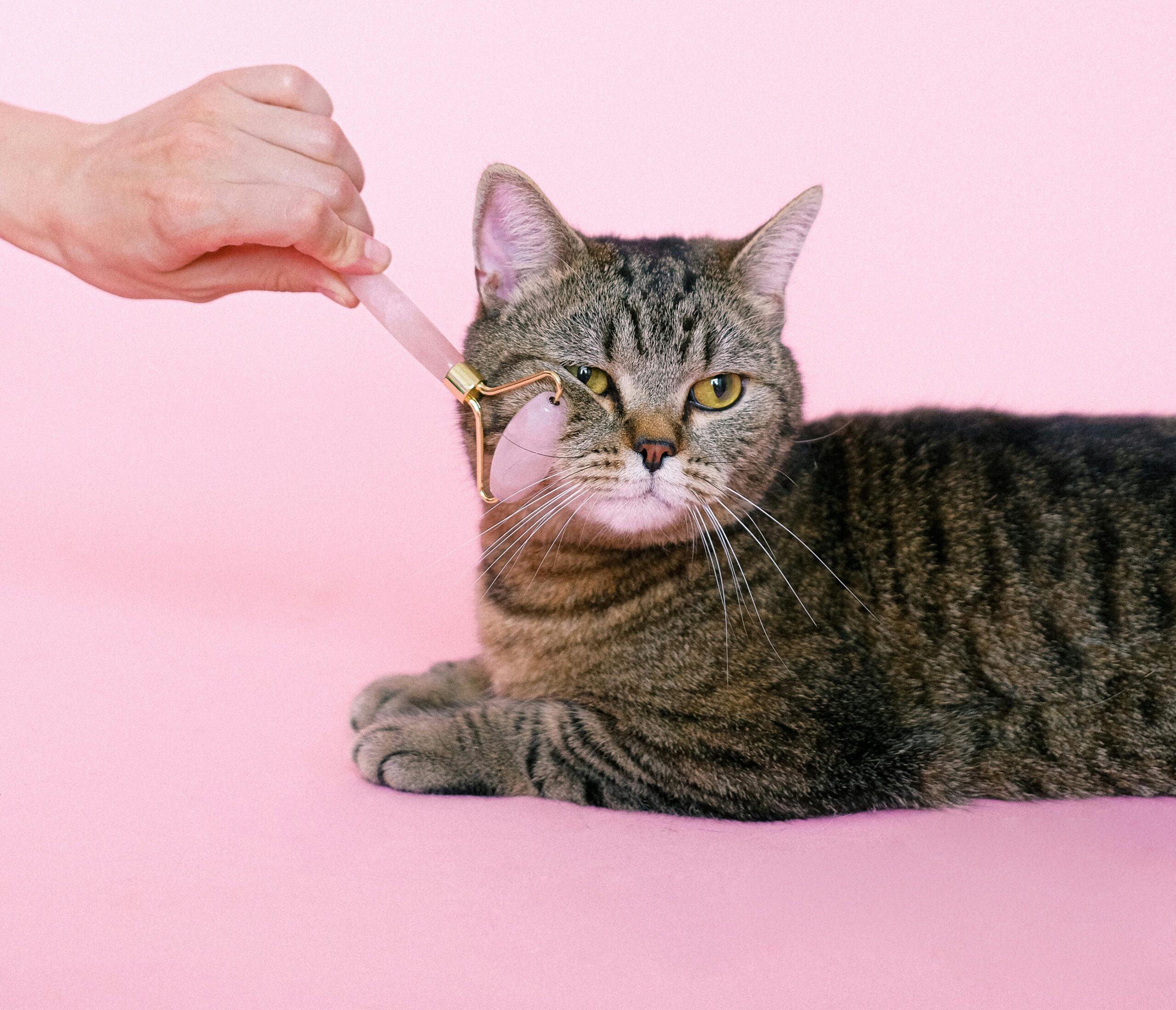 Digital Monthly Pet Care Planner